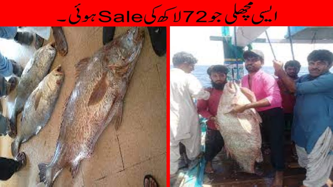 7.2 Million Croaker Fish Caught In Pakistan|ایسی مچھلی جو کے 72لاکھ کی بیچی گئی