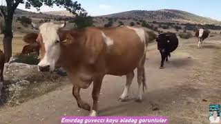 Köyüm Garip Ben Garip Emirdağ Türküsü