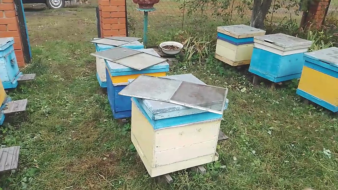 Обработка пчёл от клеща Варроа. Бипин -Т