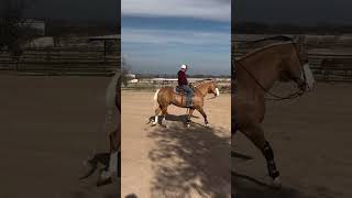 La Majestuosidad de Ara Centinela: Un Icono de Caballos La Paloma #AraCentinela #caballo #caballos