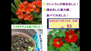 君子蘭や葉ボタンの開花！＆種まきした葉大根、双葉を食べました！2022