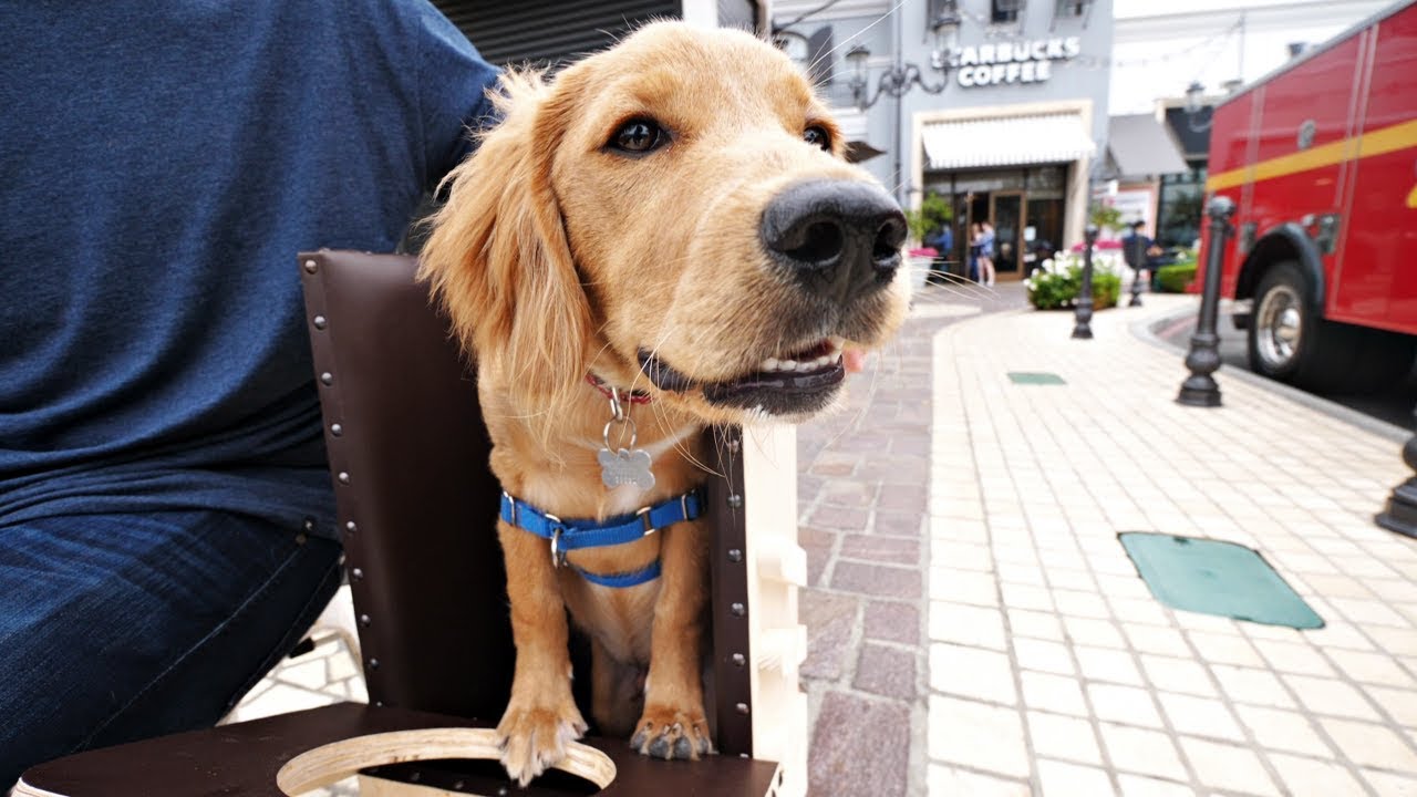 dogs day out rocky kanaka