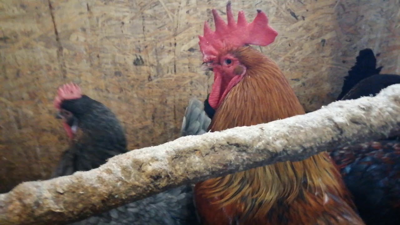 Мараны зимой, супер птица - YouTube