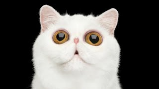 30 interesting facts about cats
