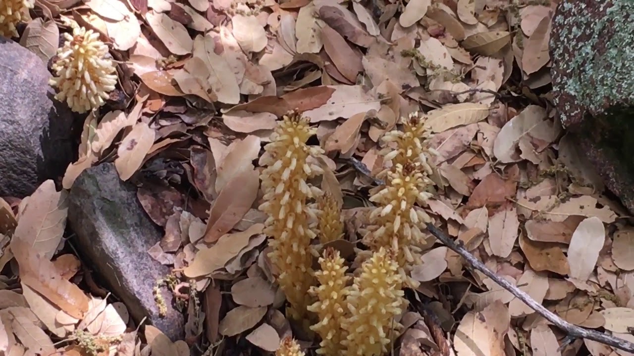 Conopholis alpina, Sitting with Plants, Paul manski