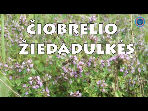 Video: Kuo naudingi laukiniai čiobreliai?