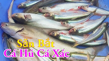 Săn Bắt Câu Mồi Độc Lạ Cá Hú Cá Xác Nó Khoái Lắm Miền Tây Sông Nước / Kiềm Rapper