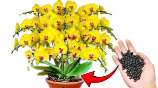 It is very simple to create an organic fertilizer rich in nutrients to keep orchids healthy