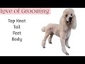 Standard Poodle Grooming including the Top Knot and Tail