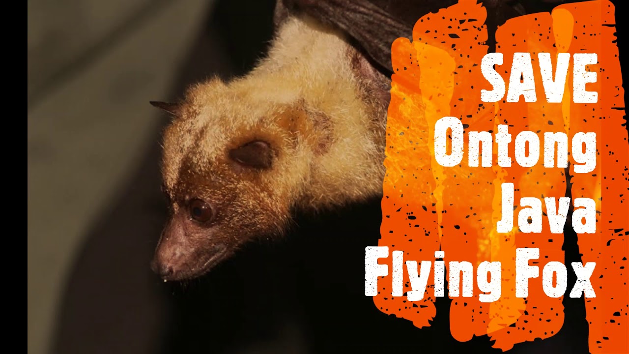 SAVE! Ontong Java Flying Fox - YouTube