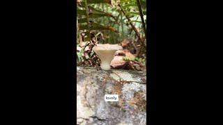 Spring Oyster mushrooms