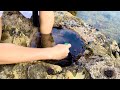 こんな場所にお魚が?【潮溜まりガサガサ】
