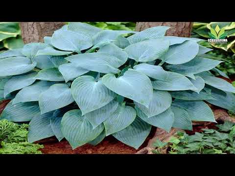 Hosta ou Funquia saiba como cultivar essa linda Planta