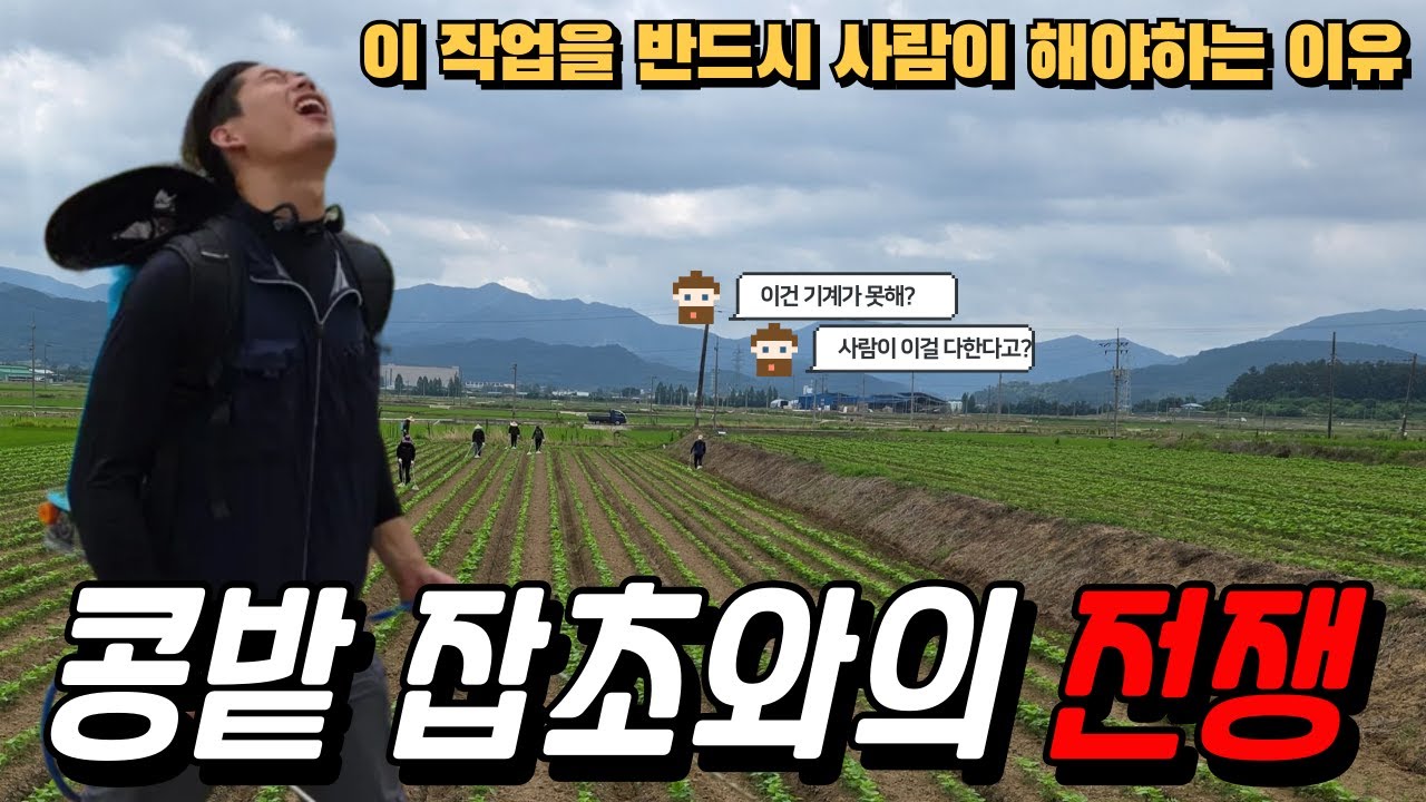 콩농사 실패 원인 1위 ㅣ 이것만 해도 90%성공 l 긍정농부 콩 재배 브이로그