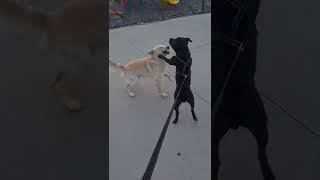 Staffordshire Bull Terrier And The Stray Dog In Turkey