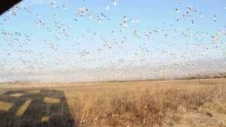 Oie des neiges (Snow goose) Montmagny le 24-04-2013