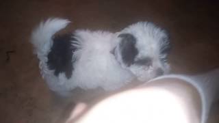 Maltipoo mixed with Shih Tzu Puppy 7 weeks old