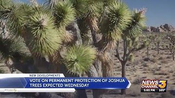 California debates listing western Joshua tree as threatened