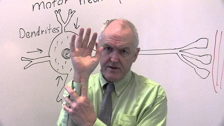 Nervous system 1, Motor neuron