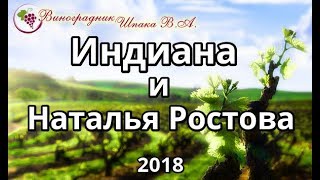 Индиана и Наталья Ростова урожая 2018 года