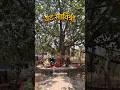 वट सावित्री व्रत की शुभकामनाएं 🌿 🌳 🌴