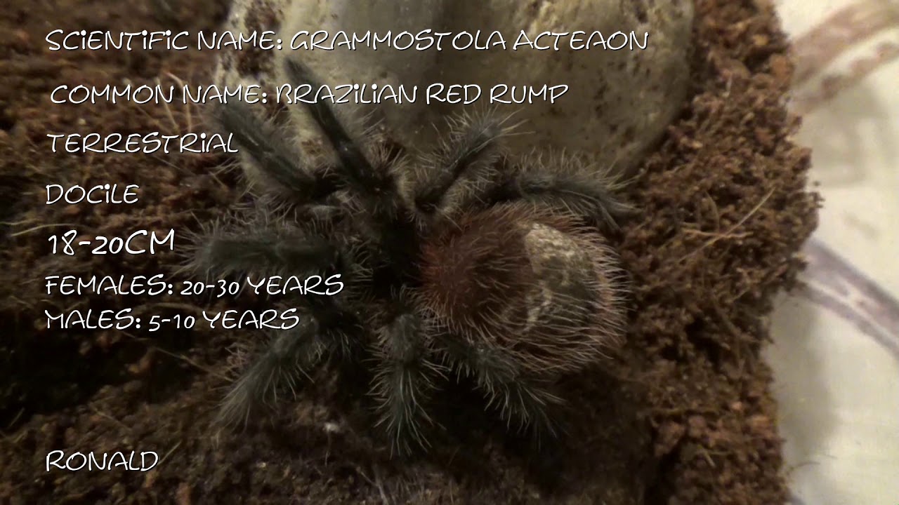 video to gif My first tarantula