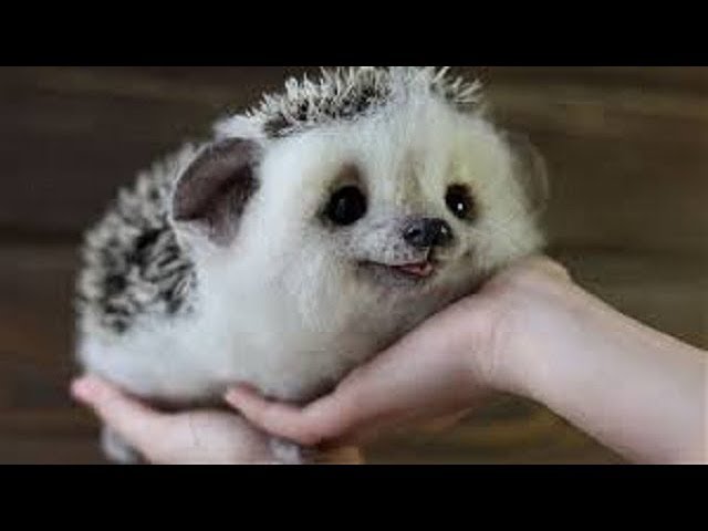 世界で最も可愛い動物ランキングtop２０ 動物かわいい厳選ランキング Youtube