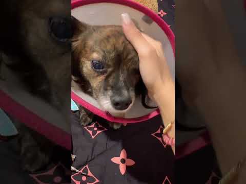 She Is My Love Funny Cute Animals Dog Pets Cat