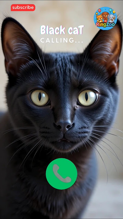 🤙😺 #ringtone #cat #trending #cutecat #youtubeshorts #viralshort #calling #kitten #shorts #2025trends