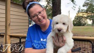 Goldendoodle Puppies Schnoodle Puppies, Cockapoo Puppies (breeder)