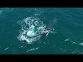 Pod of humpback whales, Shellharbour November 6th 2022