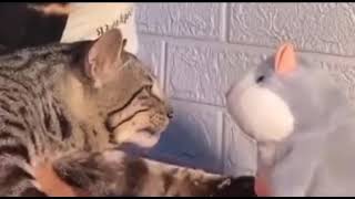 Adamı Deli Etme Lan Çakma Miyav