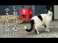 落ち込む毎日にあらたな地域猫との出会いがありました【保護猫】