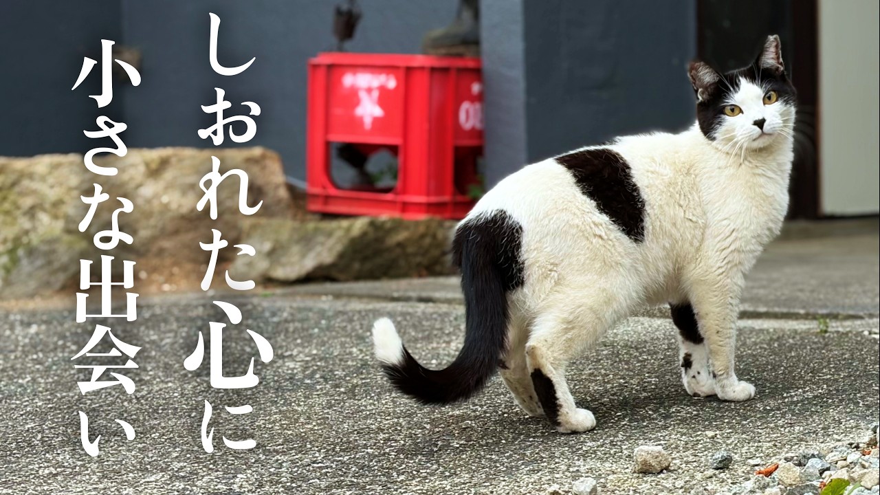 落ち込む毎日にあらたな地域猫との出会いがありました【保護猫】