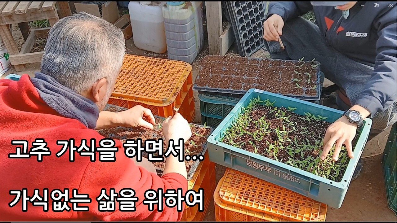 갓난아기 키우듯 살펴야 하는 고추모종 가식