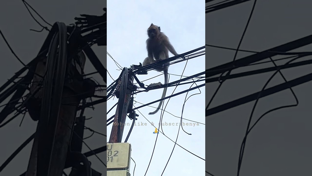 OMG.....AWAS KESETRUM, sobatku akrobatik diatas kabel listrik pagi pagi😂😂😂 