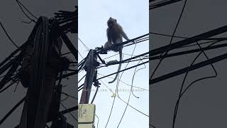 OMG.....AWAS KESETRUM, sobatku akrobatik diatas kabel listrik pagi pagi😂😂😂 #shorts #monkey