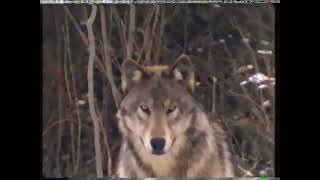 The Secret Lives of Wolves