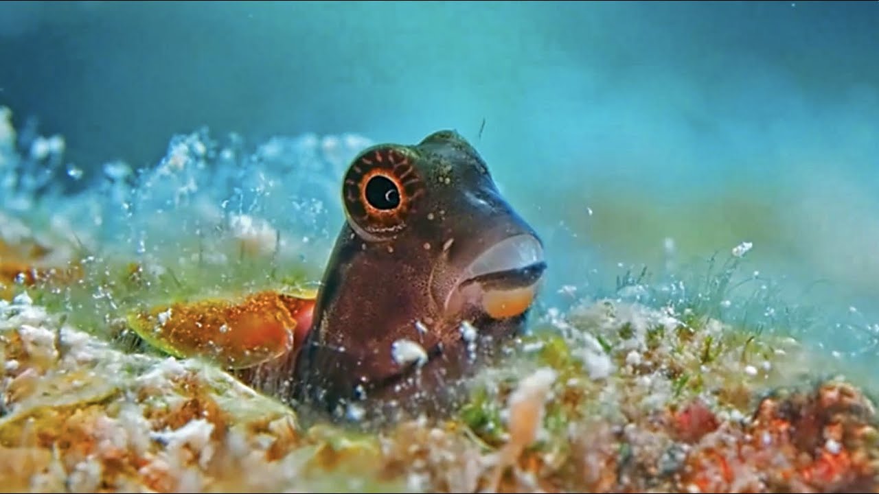 Hilarious Blenny Fish! (Funny Blenny Fish Enjoying His Day Under The Sea) YouTube