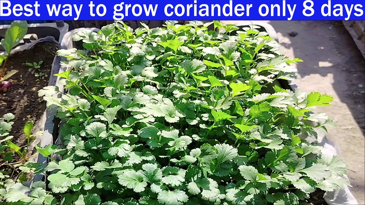 Grow Your Own Coriander, Cilantro in a Week - Easy Guide - YouTube