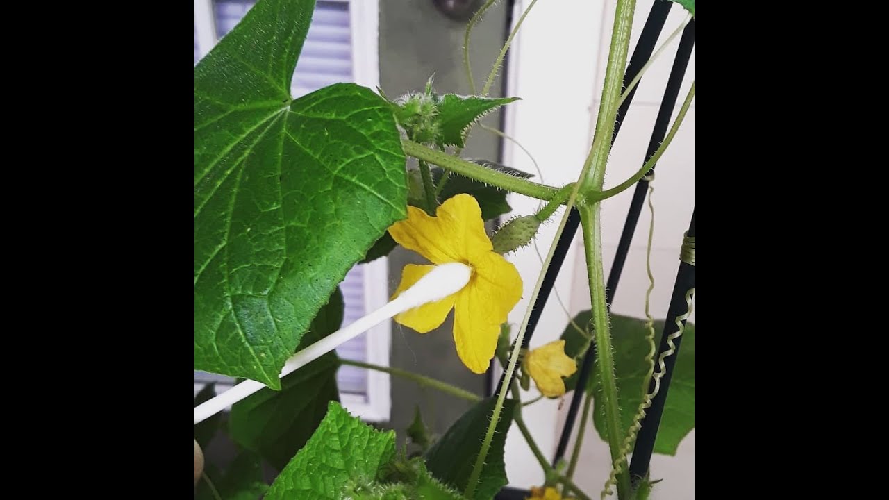 HOW TO HELP MAKE CUCUMBER BABIES YouTube