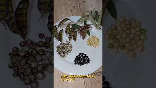 Variedades de Frijol de Palo/ Gandul