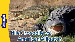 Nile Crocodile vs. American Alligator | Differences between Crocodiles and Alligators | Little Fox