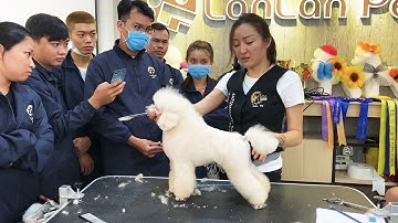 Khoá học cắt tỉa lông chó nâng cao Level B - B+ tại Lanlan Pet