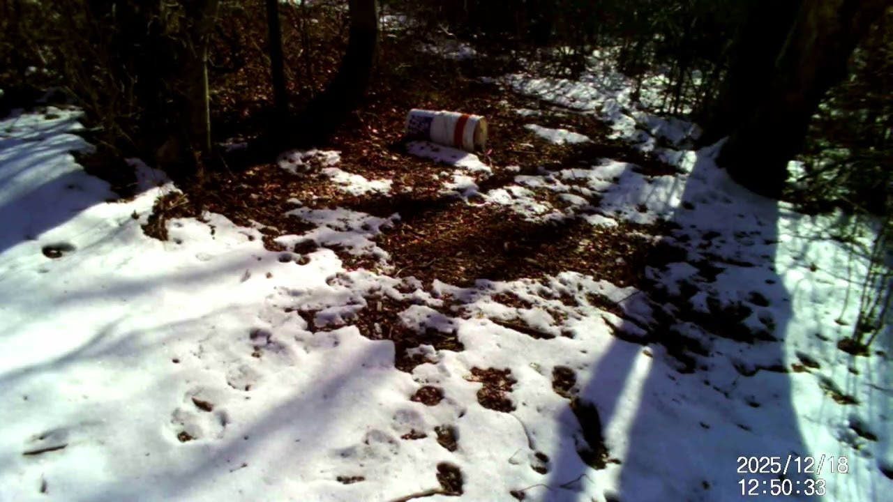 Trail Cam 121825 