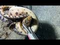 Diving under the sea to catch eels, crabs and sea cucumbers | Part 180-2