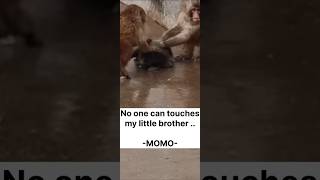 Punch-Kun Protected By Moe-Chan