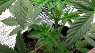 White Voodoo - LaPlata Labs Update