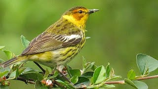 Information Filming the Feathers: Cape May Warblers Guide