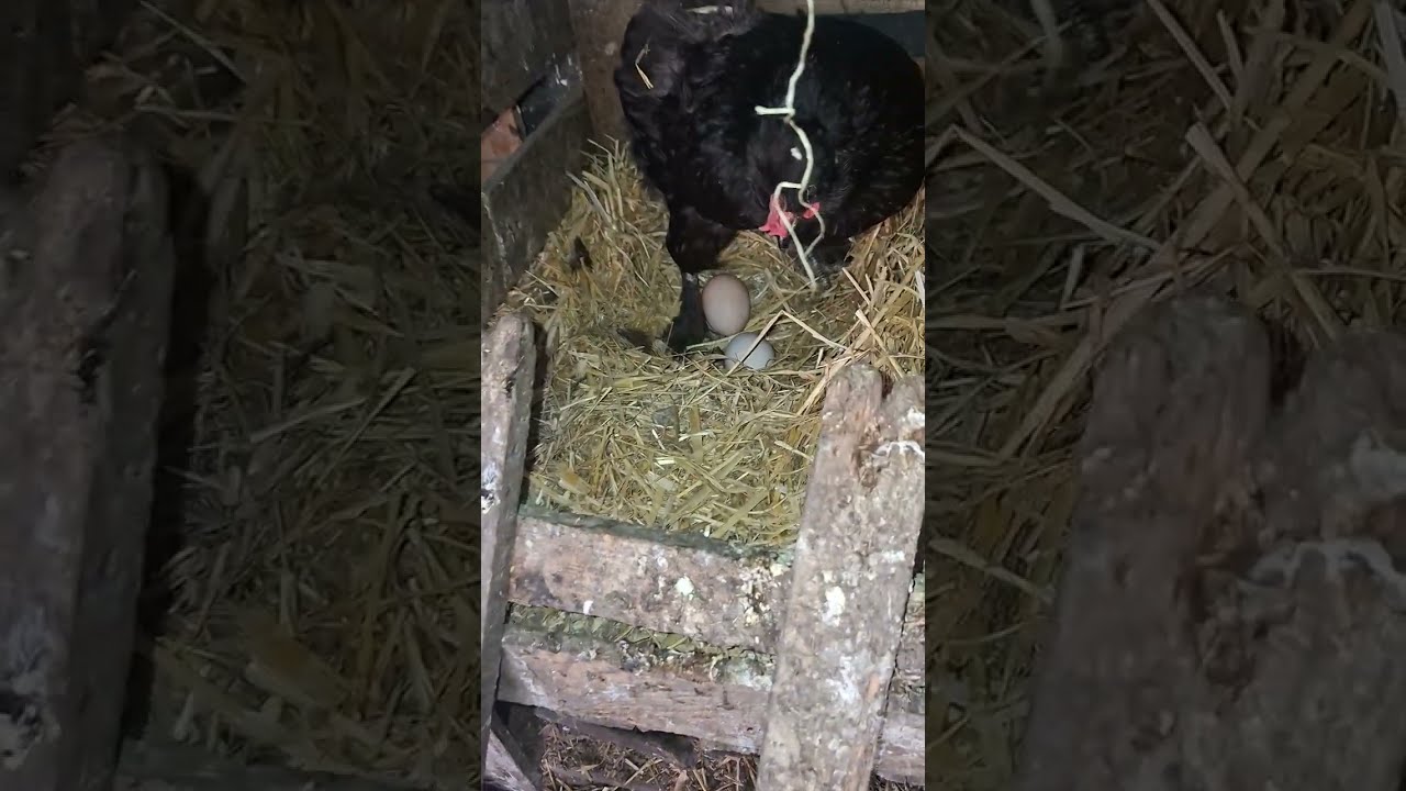 Небольшие новости,  несутся молодки.